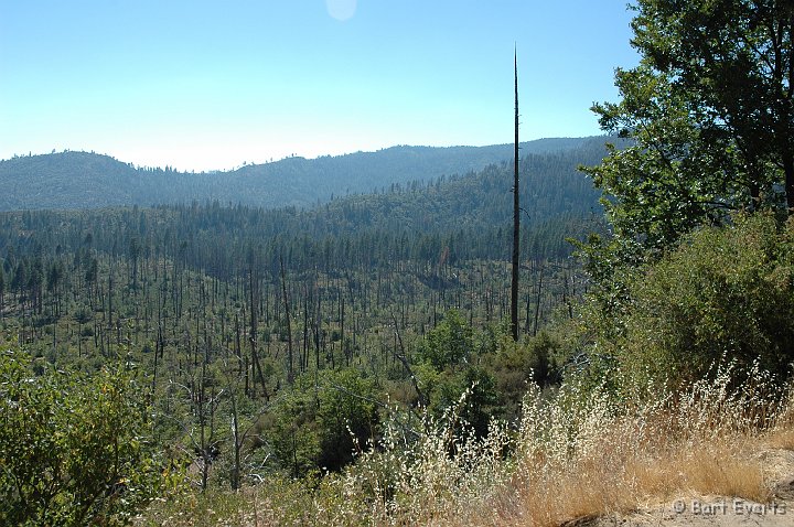 DSC_1525.JPG - Forest lost by Fires